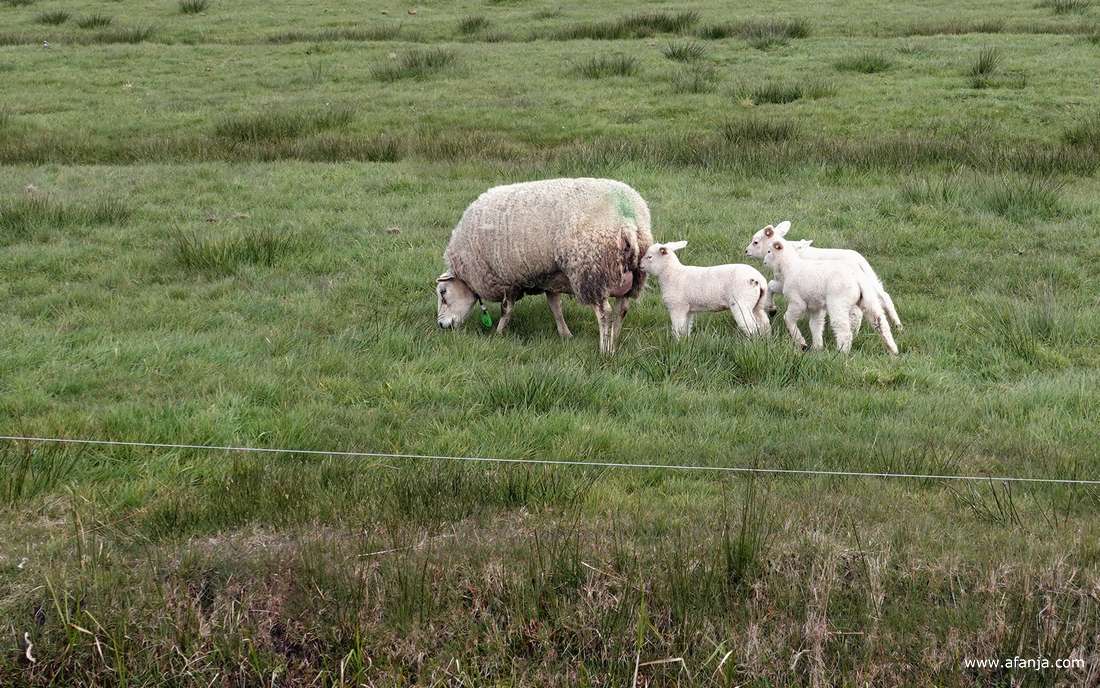 drie lammetjes lijken zich achter het moederschaap te verdringen