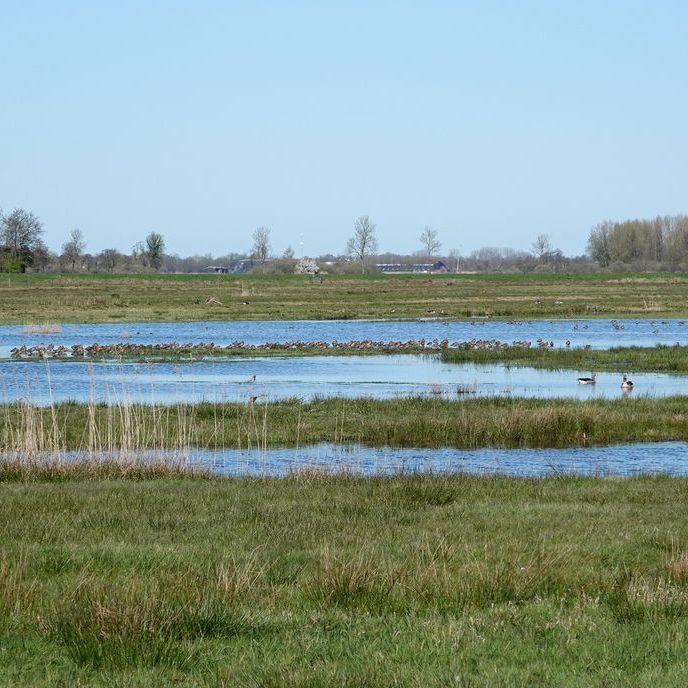 grutto's in en aan het water in de Surhuizumermieden