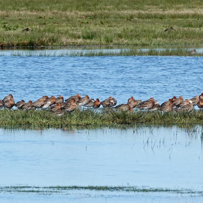 grutto's in en aan het water in de Surhuizumermieden
