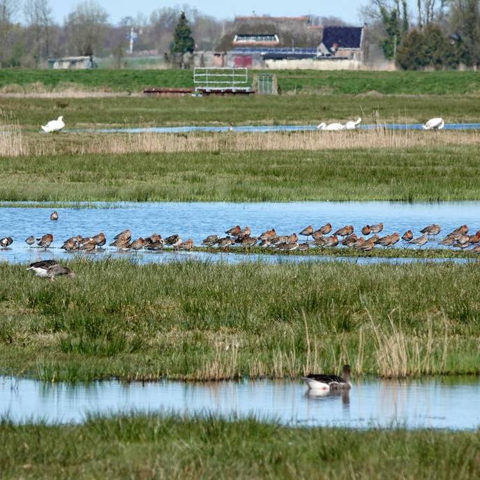 grutto's in de Surhuizumermieden met op de voorgrond een paar grauwe ganzen en op de achtergrond wat knobbelzwanen