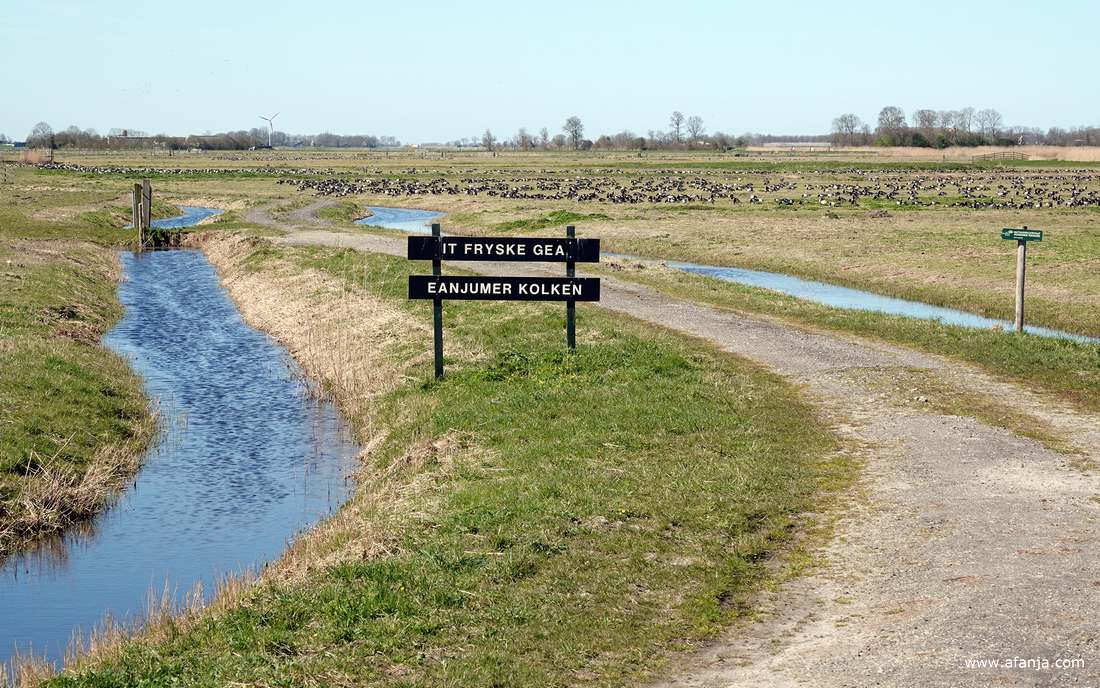natuurgebied 'de Eanjumerkolken' bij Anjum in noordoost-Fryslân