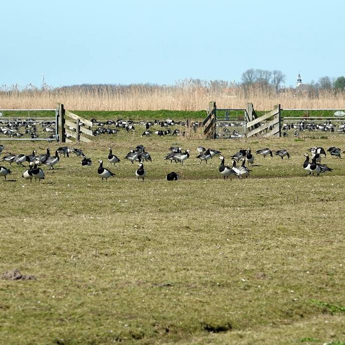 in de Eanjumerkolken, brandganzen hebben zich dit deel toegeëigend