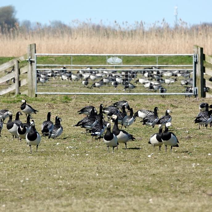 brandganzen voor en achter een hek in de Eanjumerkolken