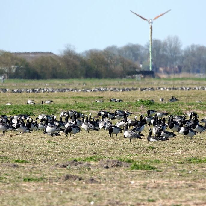 brandganzen, heel veel brandganzen en een windturbine