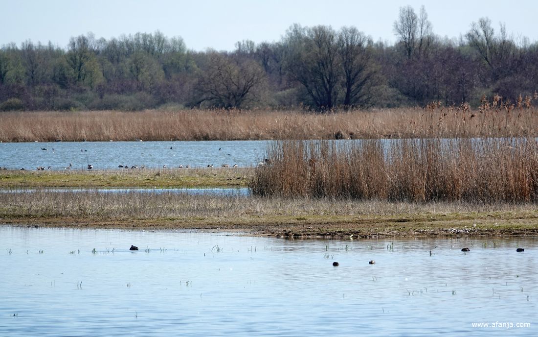 alleen sterk ingezoomd zijn er in de verte vogels te zien