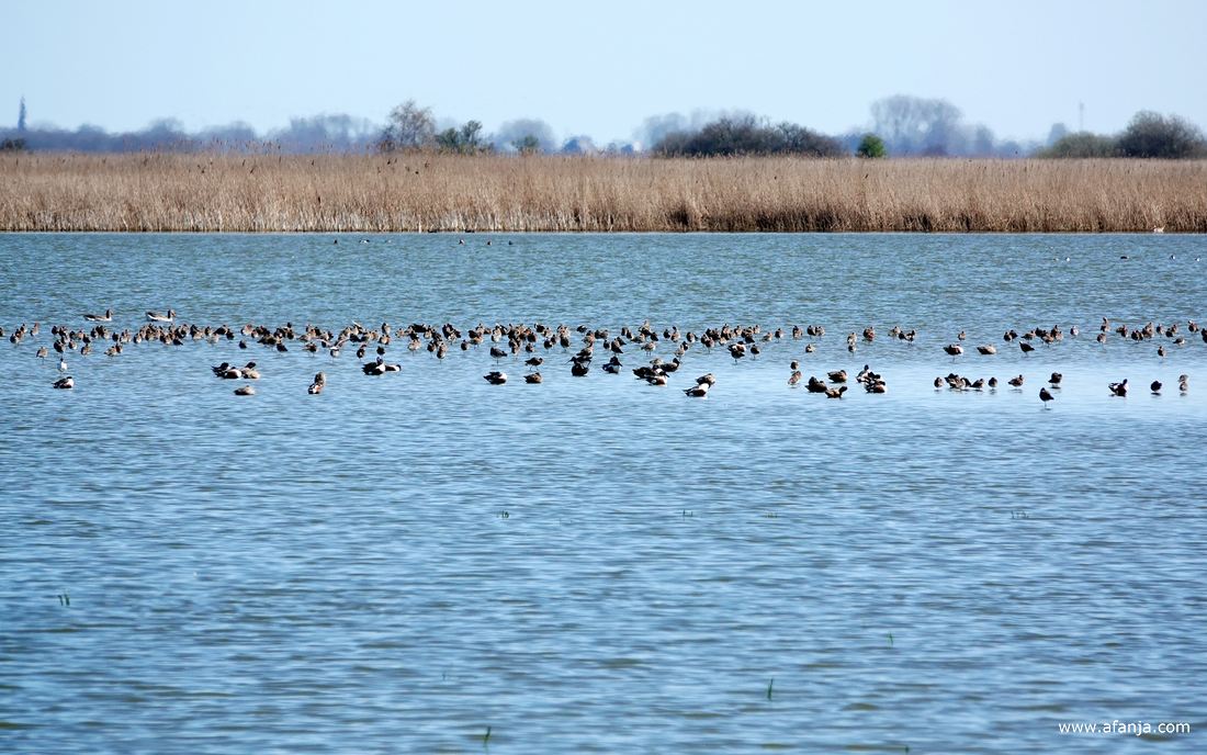 alleen sterk ingezoomd zijn er in de verte vogels te zien