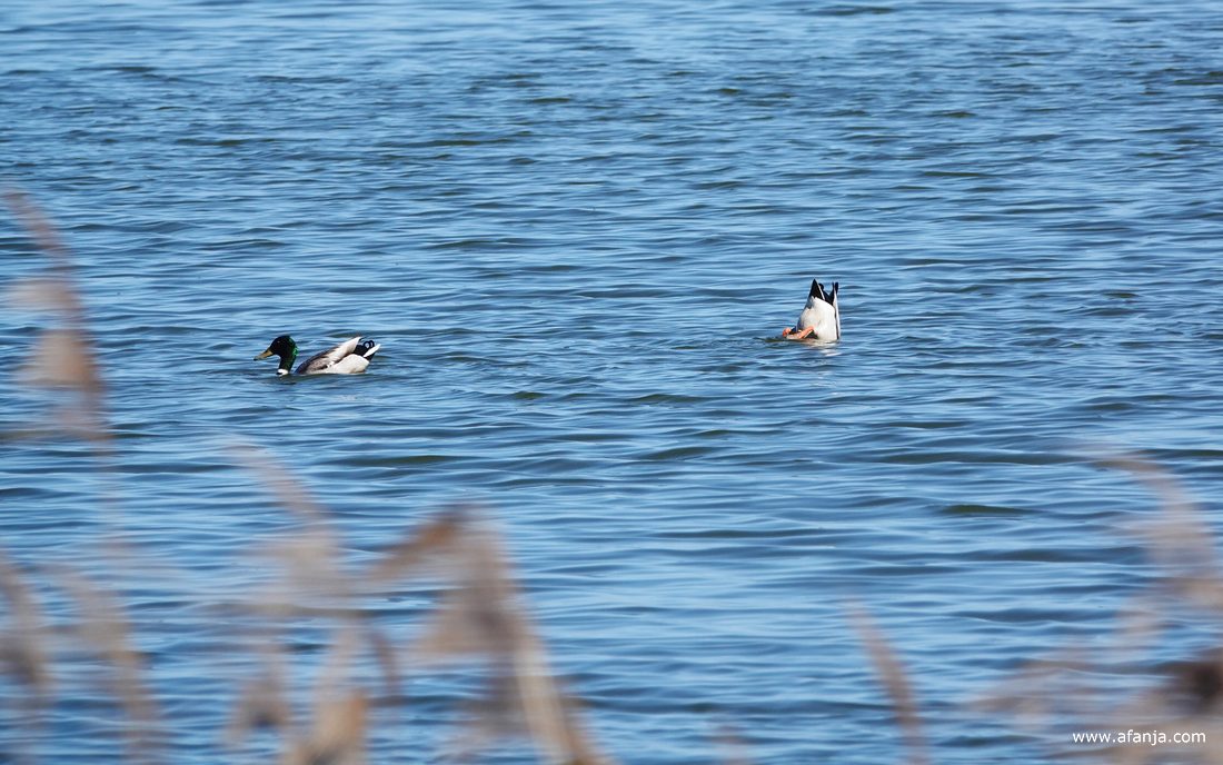 een paar slobeenden achter de rietkraag