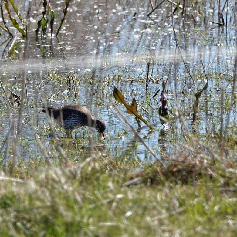 een tureluur in Nationaal Park Lauwersmeer