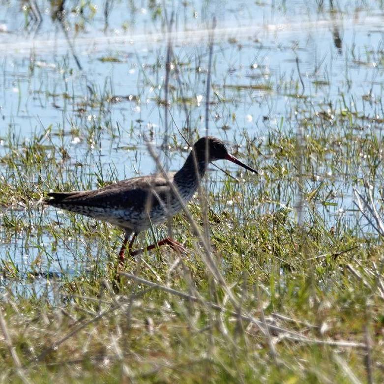 een tureluur in Nationaal Park Lauwersmeer