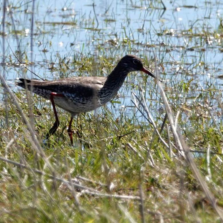 een tureluur in Nationaal Park Lauwersmeer