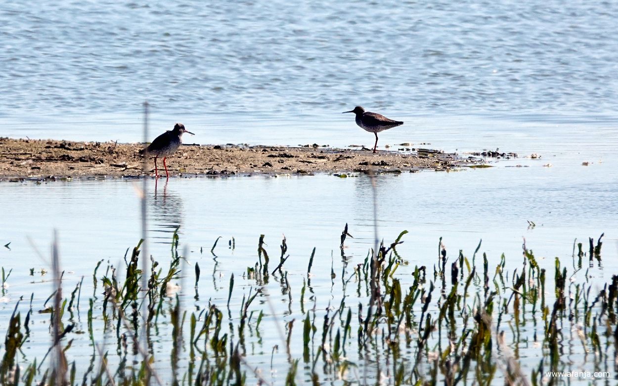 een tureluur in Nationaal Park Lauwersmeer