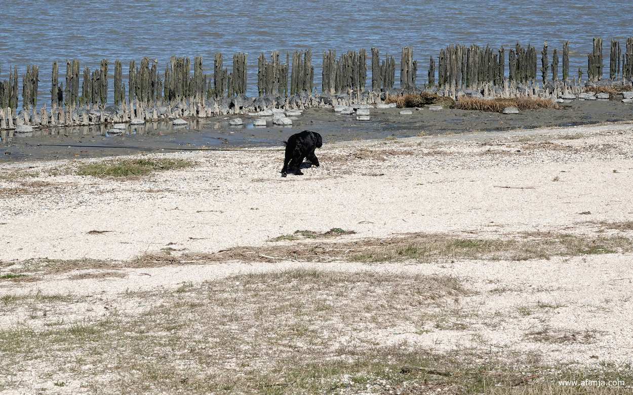 er komt een hond het beeld in wandelen