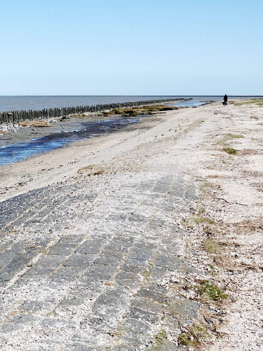 het deels verharde paadje achter de palenrij