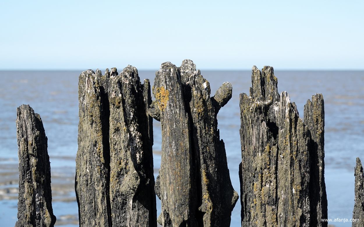 een deel van de oude palenrij bij Peazens-Moddergat