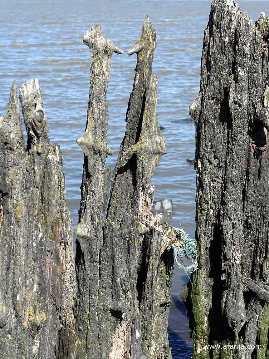 een deel van de oude palenrij waar wat nylon zwerfvuil aan is blijven hangen