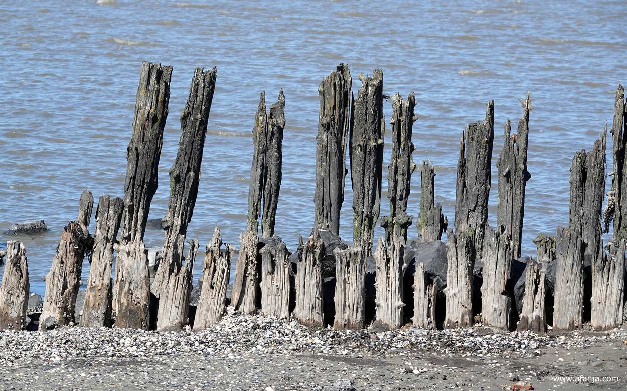 een deel van de oude palenrij bij Peazens-Moddergat