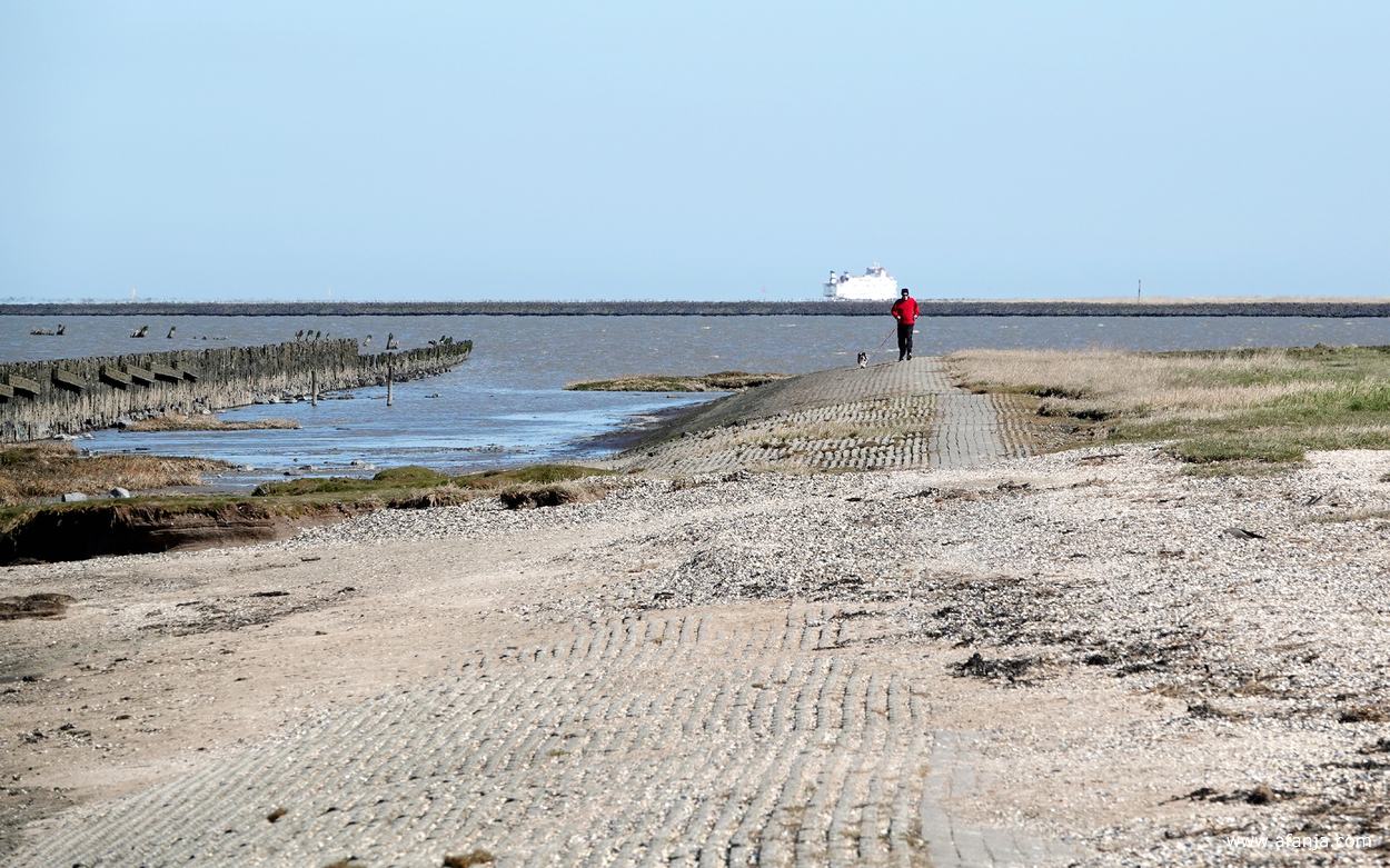 in de verte nadert een hardloper met een hondje, op de achtergrond de veerboot van Schiermonnikoog naar Lauwersoog