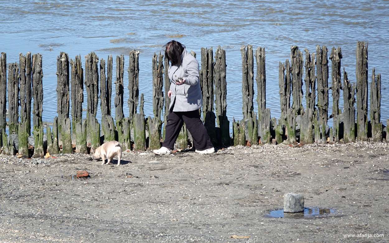 een vrouw met een hondje loopt langs de oude palenrij