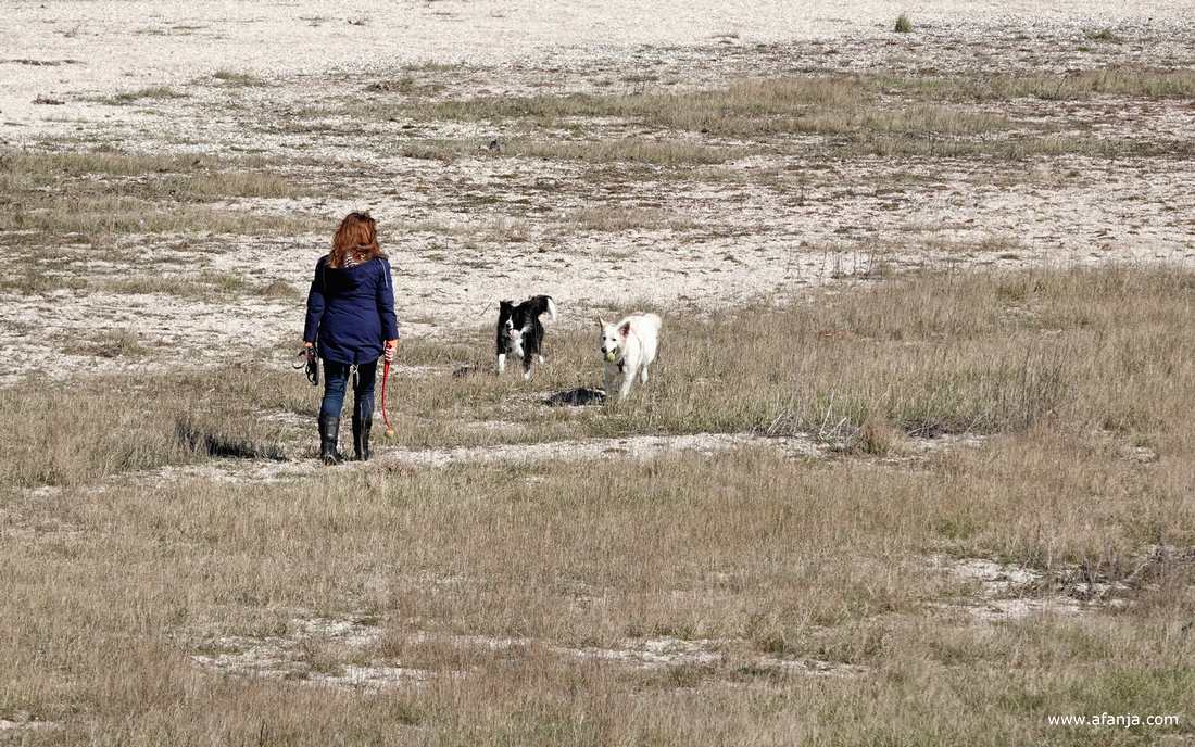 twee honden rennen zij aan zij naar een vrouw met lang rood haar