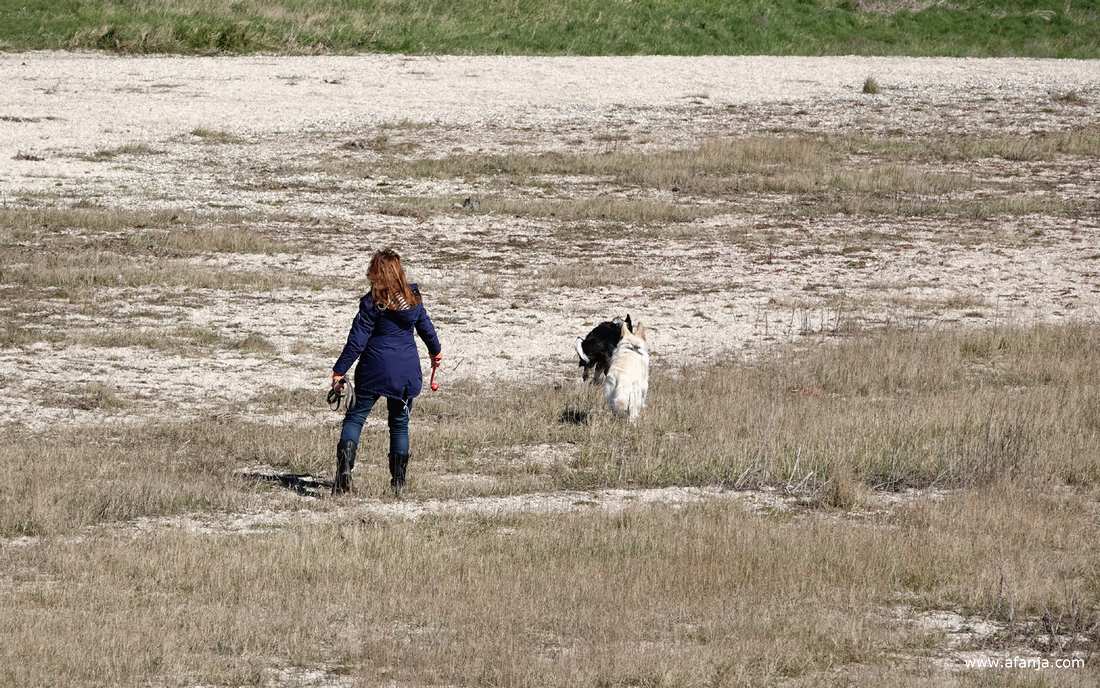 een vrouw met lang rood haar gooit een balletje weg, twee honden rennen er achteraan