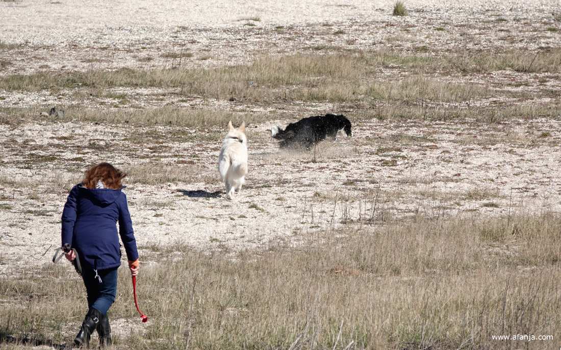 een vrouw met lang rood haar gooit een balletje weg, twee honden rennen er achteraan