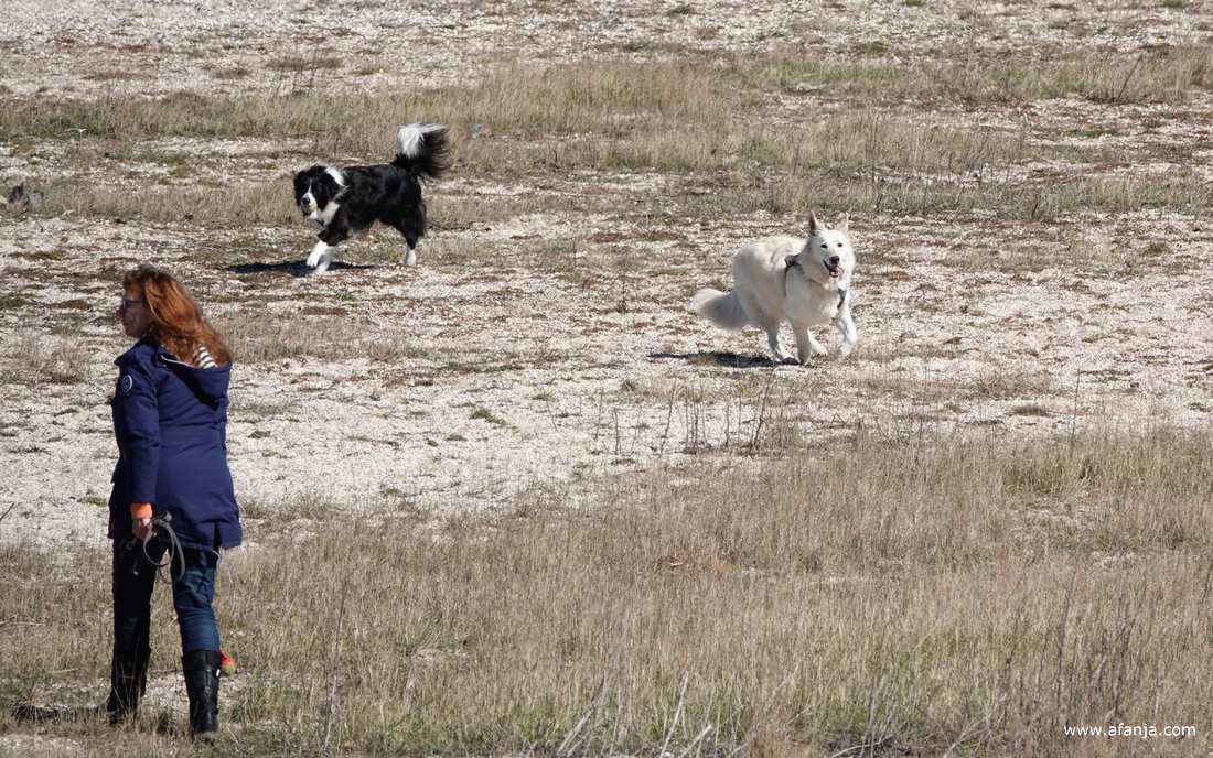 de honden lopen terug naar de vrouw met het lange rode haar