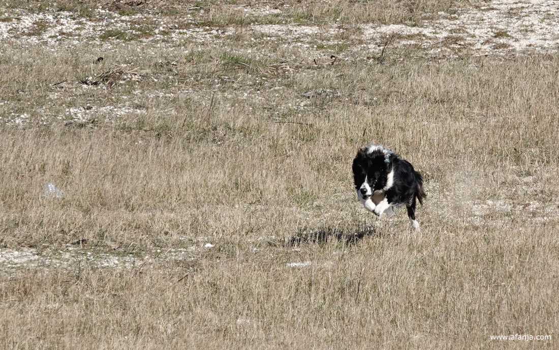 een van de honden komt met grote sprongen terug