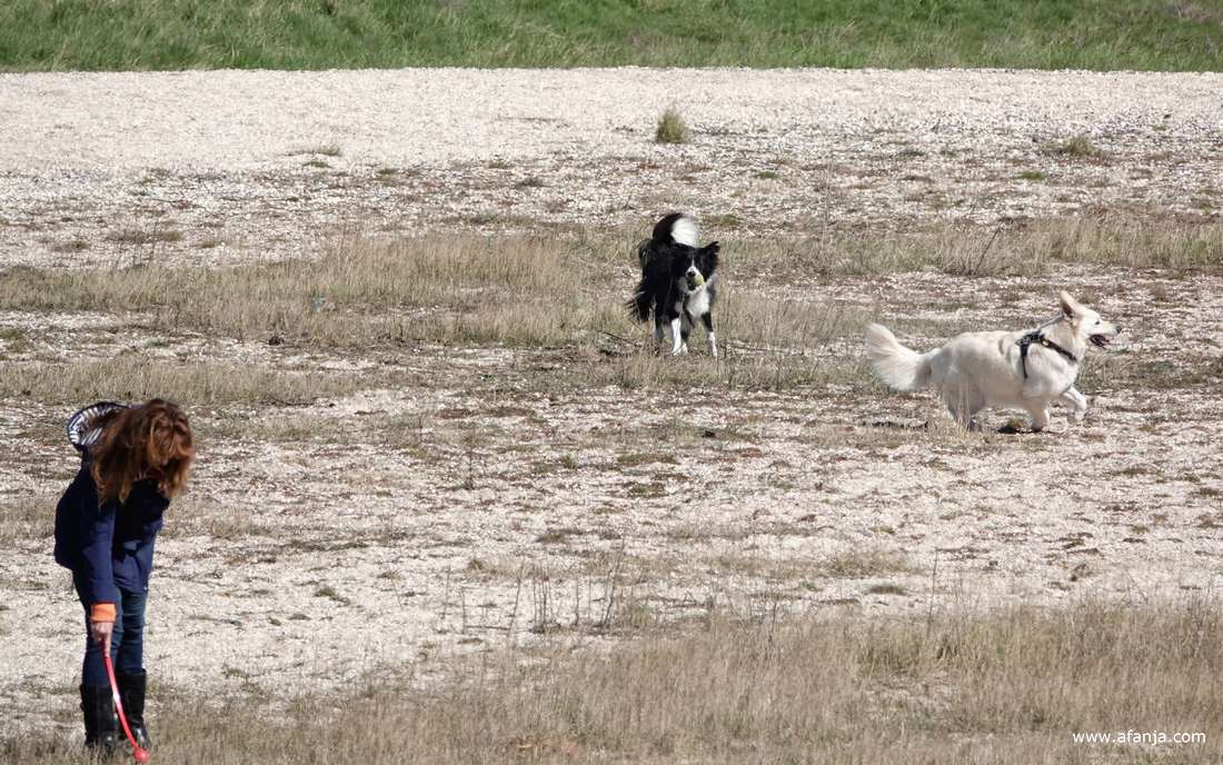 een vrouw met lang rood haar pakt het balletje om het straks weer weg te gooien, de honden wachten af
