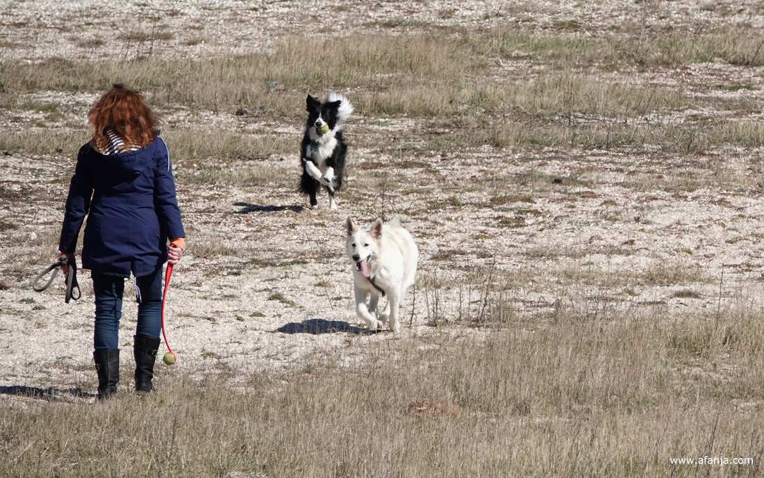een vrouw met lang rood haar heeft het balletje weer gepakt om het straks weer weg te gooien, de honden wachten af