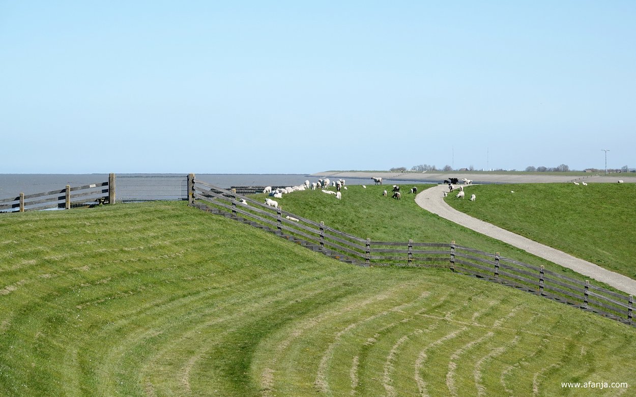 verderop grazen schapen op de dijk