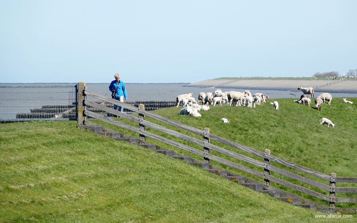 Jetske komt terug van de schapen