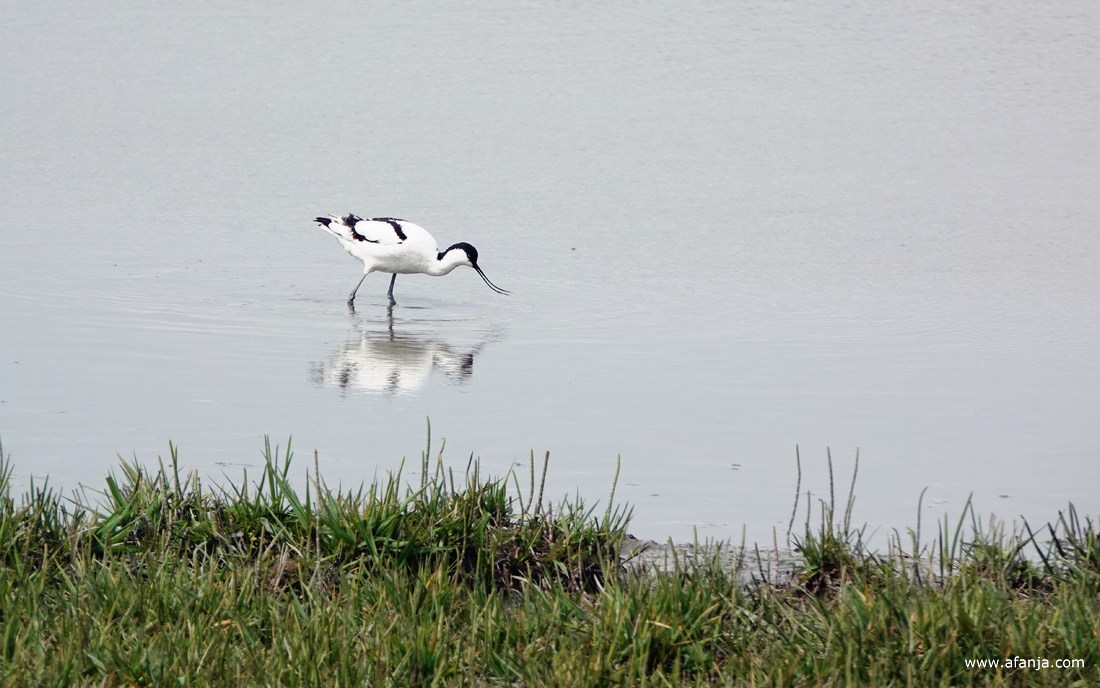 een kluut is aan het foerageren in plas-dras