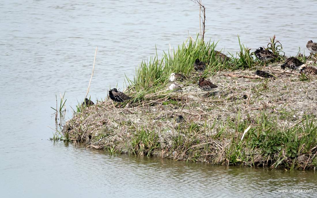 op het eilandje in de plas liggen kemphanen te rusten