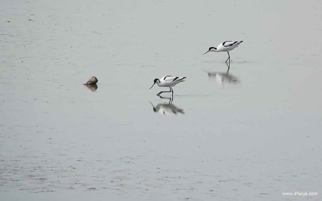 twee kluten zijn aan het foerageren in plas-dras
