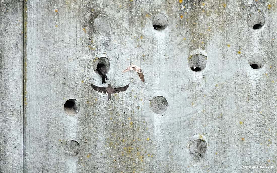 oeverzwaluwen vliegen af en aan bij de zwaluwenwand