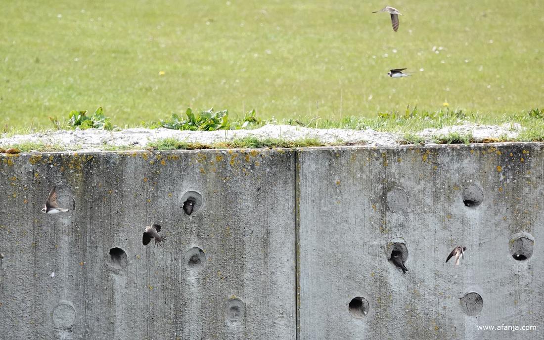 oeverzwaluwen vliegen af en aan bij de zwaluwenwand
