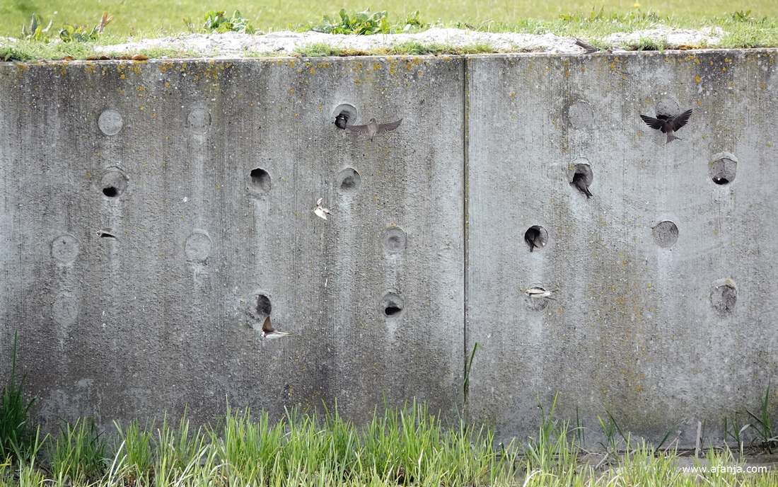 oeverzwaluwen vliegen af en aan bij de zwaluwenwand