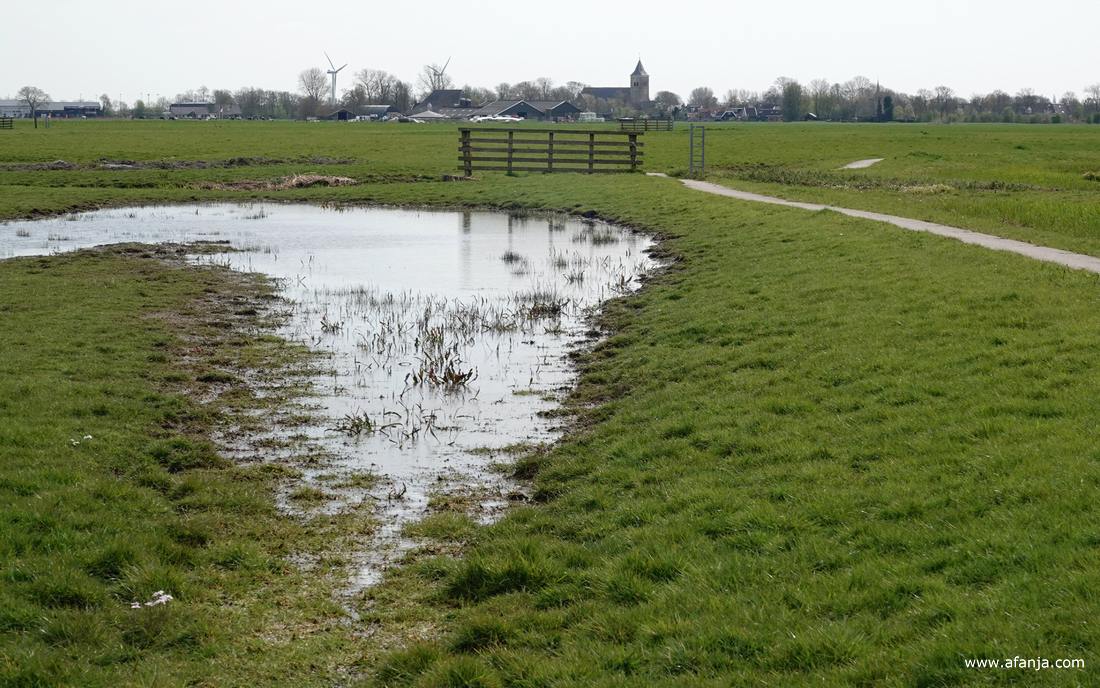 een stuk plasdras met de op de achtergrond de kerktoren van Easterein