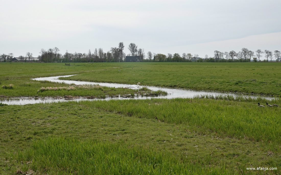 goed gevulde sloten en greppels doorkruisen de oude weilanden