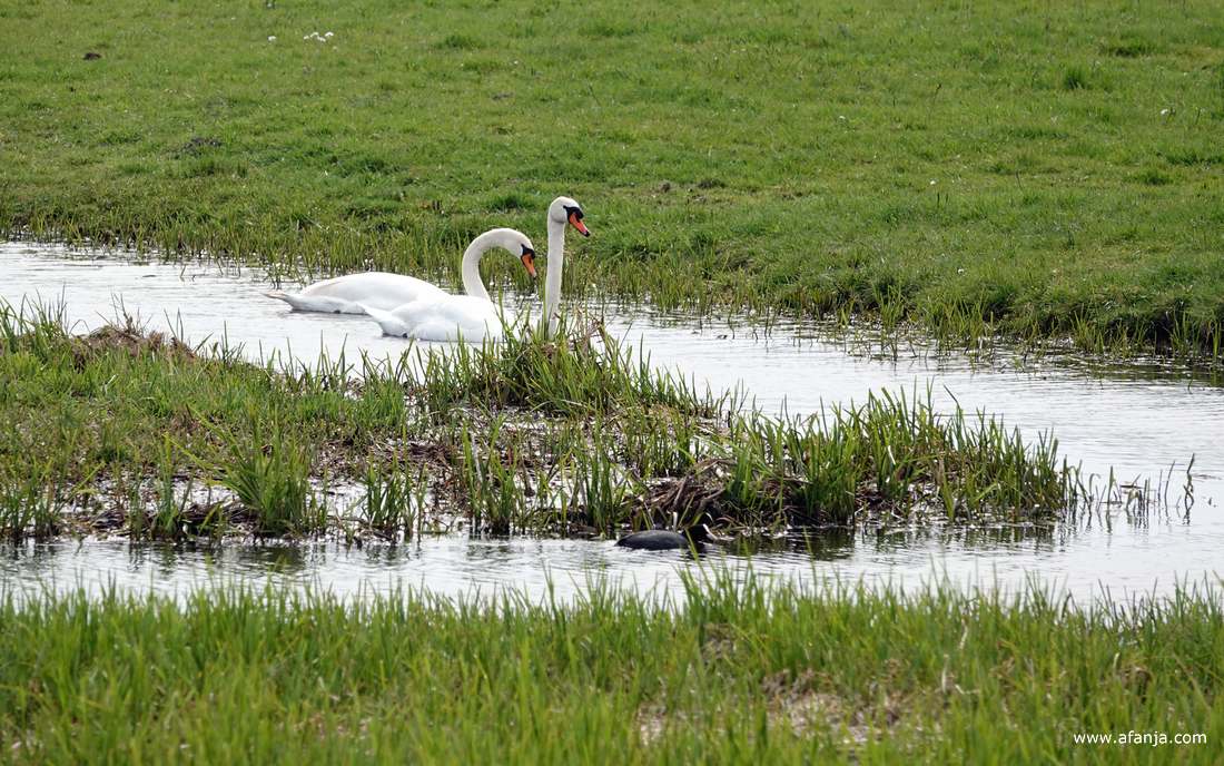 een paar knobbelzwanen met amoureuze trekjes