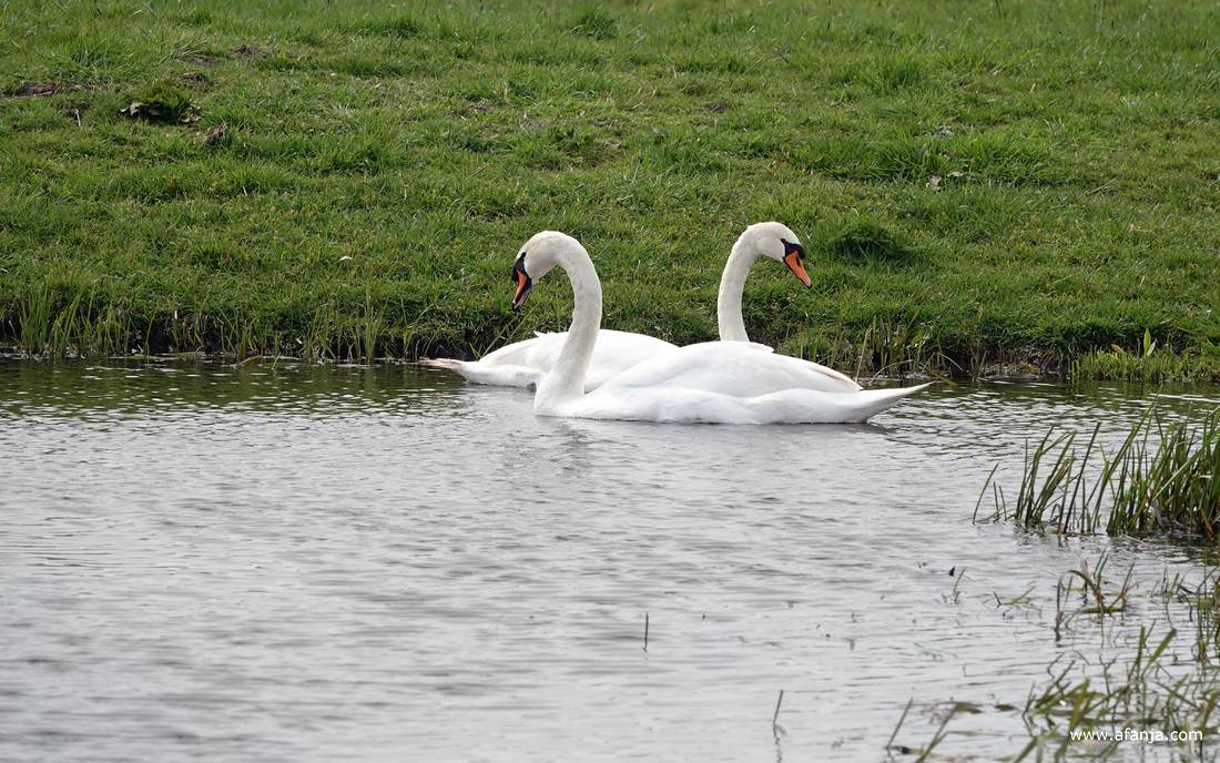 een paar knobbelzwanen met amoureuze trekjes