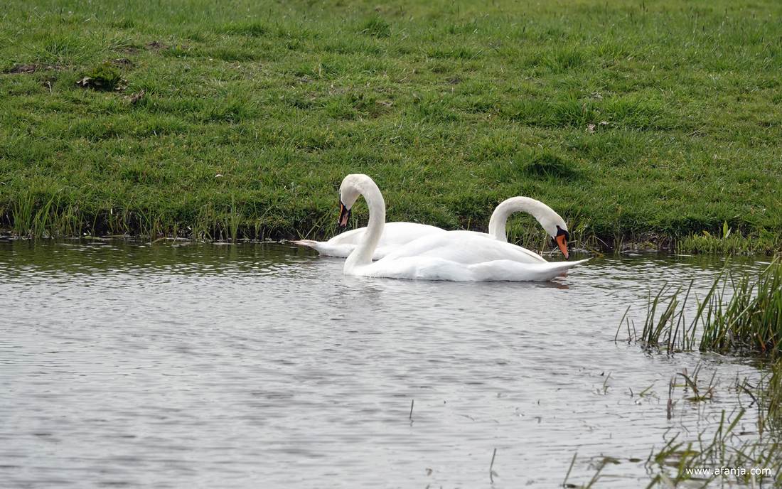 een paar knobbelzwanen met amoureuze trekjes