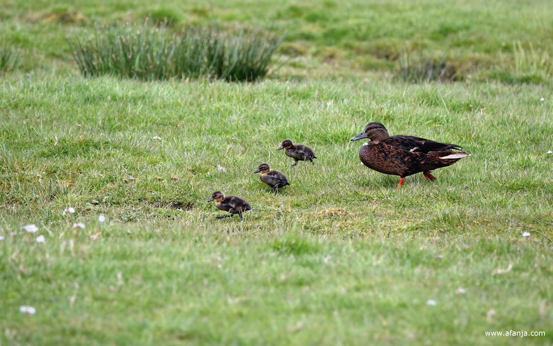 moedereend loopt met drie van haar kuikens door een weiland