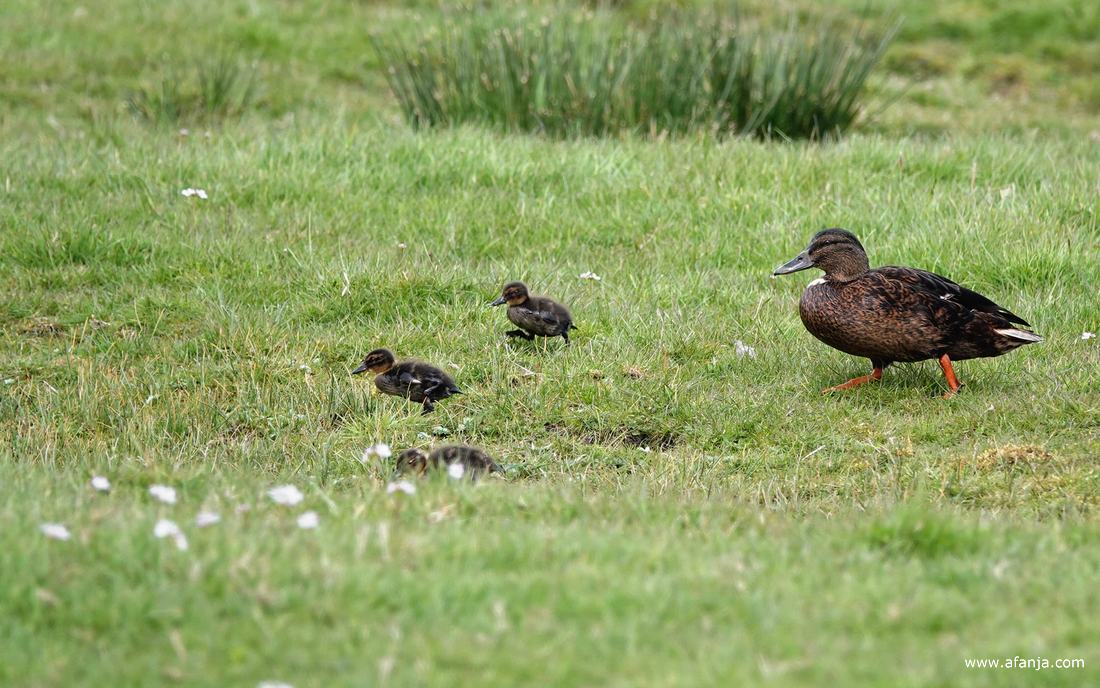 moedereend loopt met drie van haar kuikens door een weiland