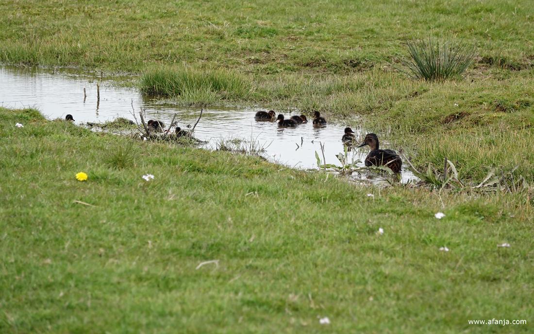 de zeven kuikens en de moedereend zwemmen in een goed gevulde greppel