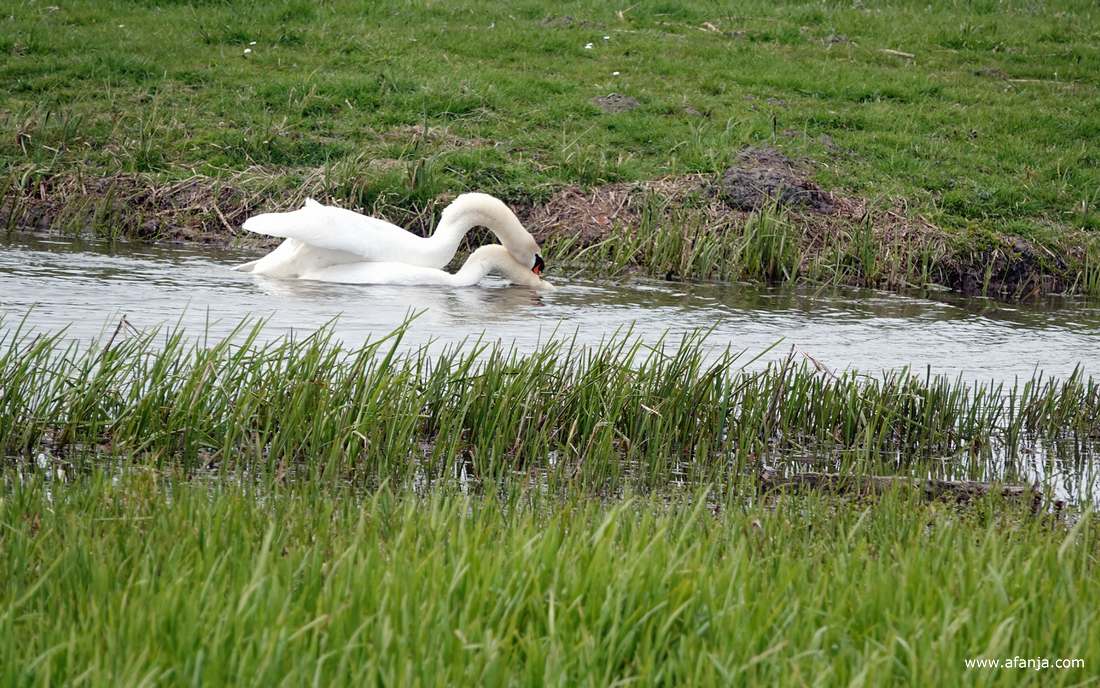 paring van twee knobbelzwanen
