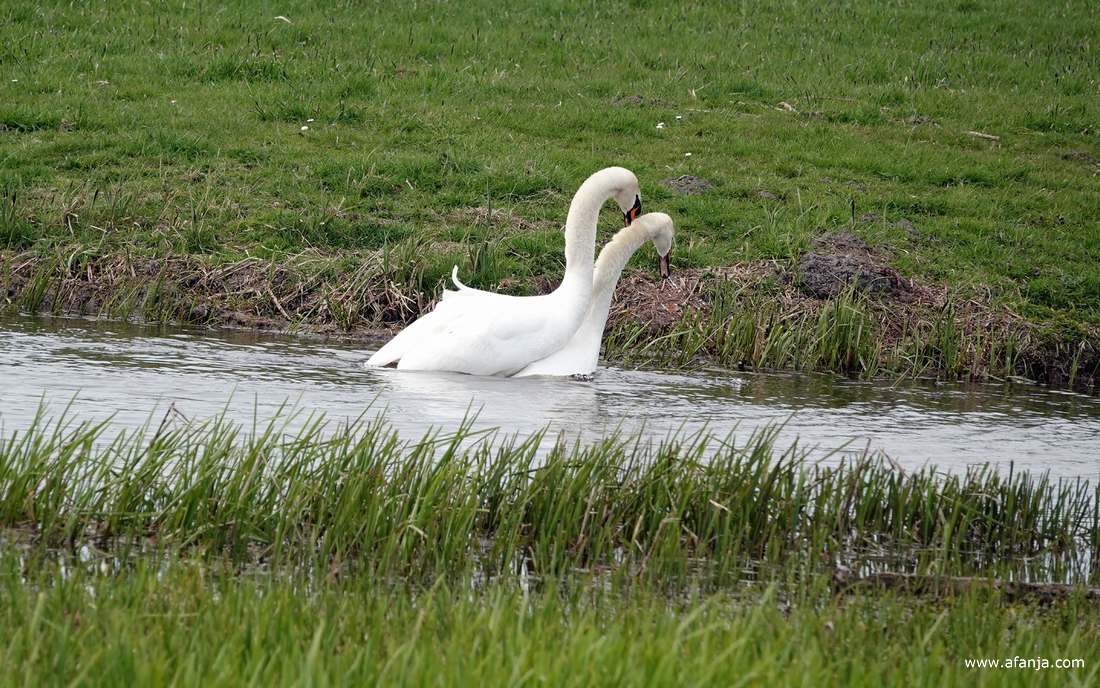 paring van twee knobbelzwanen