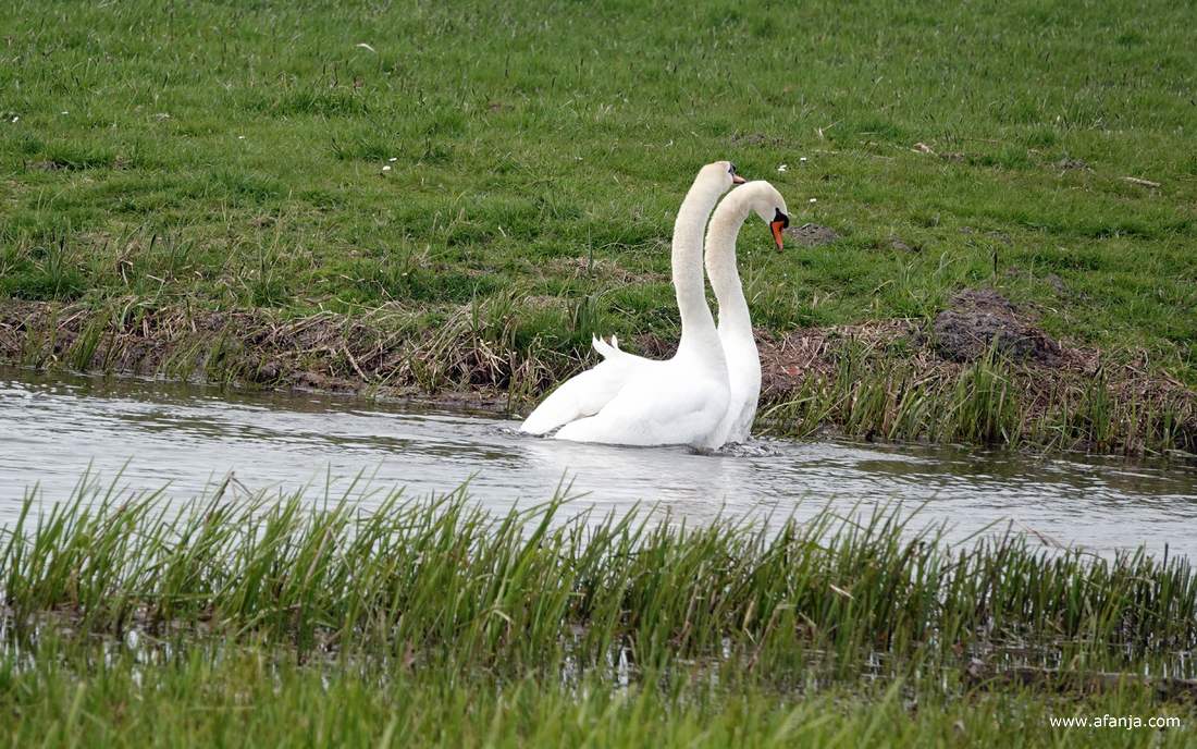 paring van twee knobbelzwanen