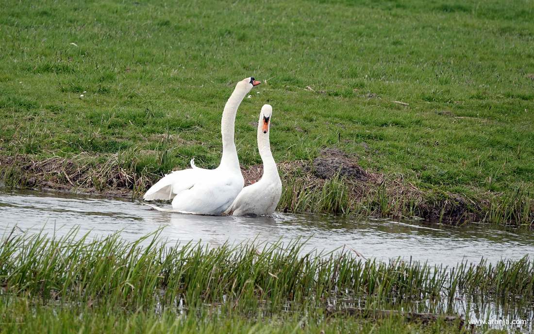 twee knobbelzwanen na afloop van de paring
