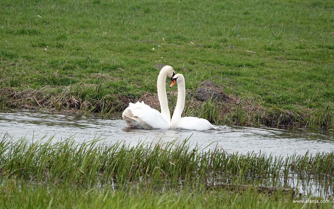 twee knobbelzwanen na afloop van de paring